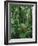 Heliconia flower, Costa Rica-Frans Lemmens-Framed Photographic Print