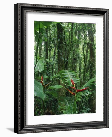 Heliconia flower, Costa Rica-Frans Lemmens-Framed Photographic Print