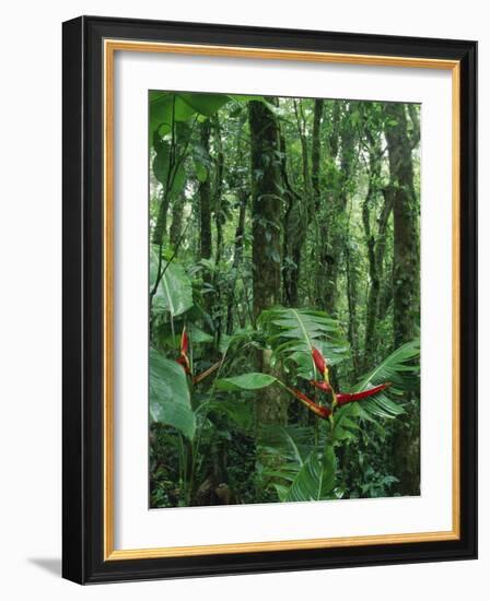 Heliconia flower, Costa Rica-Frans Lemmens-Framed Photographic Print