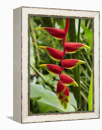 Heliconia Flower, Kula Eco Park, Coral Coast, Viti Levu, Fiji, South Pacific-David Wall-Framed Premier Image Canvas