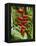 Heliconia Flower, Kula Eco Park, Coral Coast, Viti Levu, Fiji, South Pacific-David Wall-Framed Premier Image Canvas