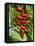 Heliconia Flower, Kula Eco Park, Coral Coast, Viti Levu, Fiji, South Pacific-David Wall-Framed Premier Image Canvas