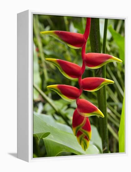 Heliconia Flower, Kula Eco Park, Coral Coast, Viti Levu, Fiji, South Pacific-David Wall-Framed Premier Image Canvas