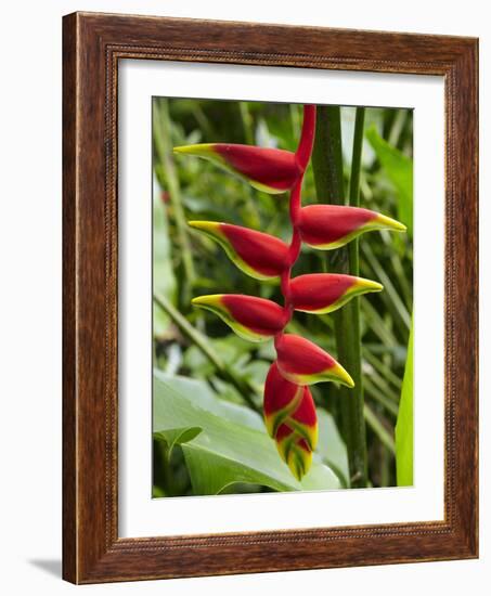 Heliconia Flower, Kula Eco Park, Coral Coast, Viti Levu, Fiji, South Pacific-David Wall-Framed Photographic Print