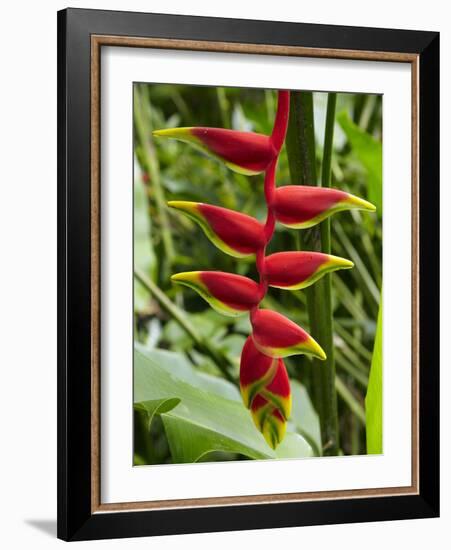 Heliconia Flower, Kula Eco Park, Coral Coast, Viti Levu, Fiji, South Pacific-David Wall-Framed Photographic Print