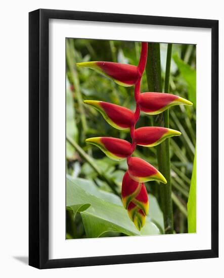 Heliconia Flower, Kula Eco Park, Coral Coast, Viti Levu, Fiji, South Pacific-David Wall-Framed Photographic Print