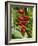 Heliconia Flower, Kula Eco Park, Coral Coast, Viti Levu, Fiji, South Pacific-David Wall-Framed Photographic Print