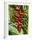 Heliconia Flower, Kula Eco Park, Coral Coast, Viti Levu, Fiji, South Pacific-David Wall-Framed Photographic Print