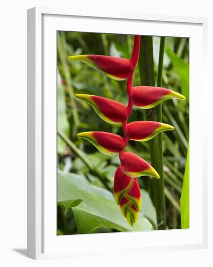 Heliconia Flower, Kula Eco Park, Coral Coast, Viti Levu, Fiji, South Pacific-David Wall-Framed Photographic Print