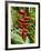 Heliconia Flower, Kula Eco Park, Coral Coast, Viti Levu, Fiji, South Pacific-David Wall-Framed Photographic Print