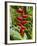 Heliconia Flower, Kula Eco Park, Coral Coast, Viti Levu, Fiji, South Pacific-David Wall-Framed Photographic Print