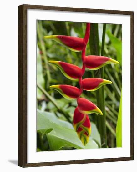 Heliconia Flower, Kula Eco Park, Coral Coast, Viti Levu, Fiji, South Pacific-David Wall-Framed Photographic Print