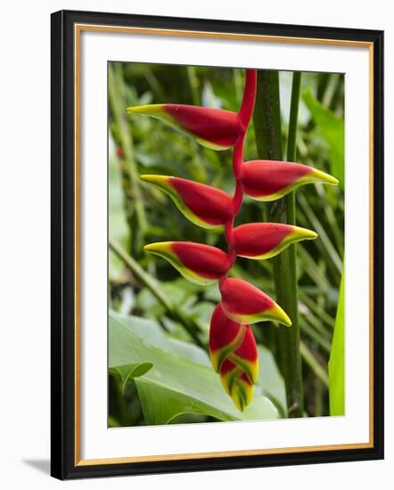 Heliconia Flower, Kula Eco Park, Coral Coast, Viti Levu, Fiji, South Pacific-David Wall-Framed Photographic Print