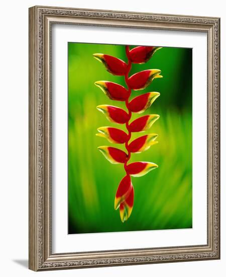 Heliconia Flower, Nadi, Fiji-Peter Hendrie-Framed Photographic Print