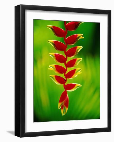 Heliconia Flower, Nadi, Fiji-Peter Hendrie-Framed Photographic Print