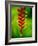 Heliconia Flower, Nadi, Fiji-Peter Hendrie-Framed Photographic Print