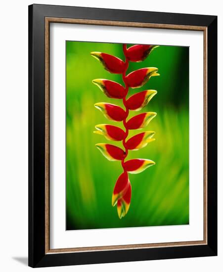 Heliconia Flower, Nadi, Fiji-Peter Hendrie-Framed Photographic Print