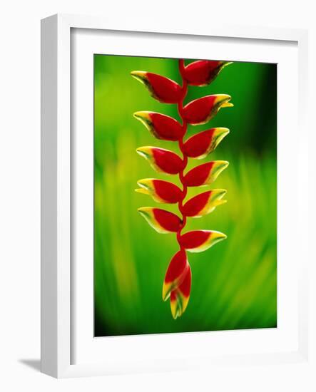 Heliconia Flower, Nadi, Fiji-Peter Hendrie-Framed Photographic Print