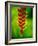 Heliconia Flower, Nadi, Fiji-Peter Hendrie-Framed Photographic Print