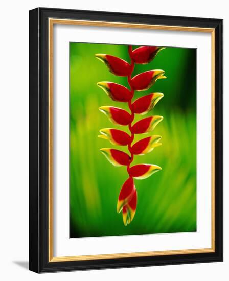 Heliconia Flower, Nadi, Fiji-Peter Hendrie-Framed Photographic Print