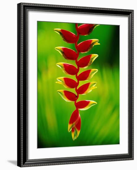 Heliconia Flower, Nadi, Fiji-Peter Hendrie-Framed Photographic Print