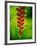 Heliconia Flower, Nadi, Fiji-Peter Hendrie-Framed Photographic Print