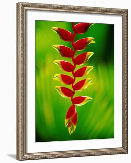 Heliconia Flower, Nadi, Fiji-Peter Hendrie-Framed Photographic Print