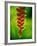 Heliconia Flower, Nadi, Fiji-Peter Hendrie-Framed Photographic Print