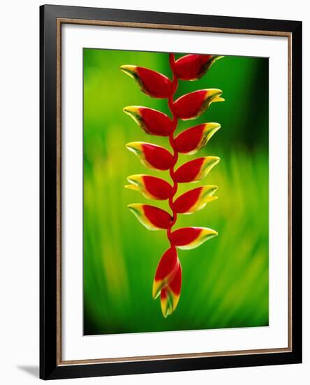 Heliconia Flower, Nadi, Fiji-Peter Hendrie-Framed Photographic Print