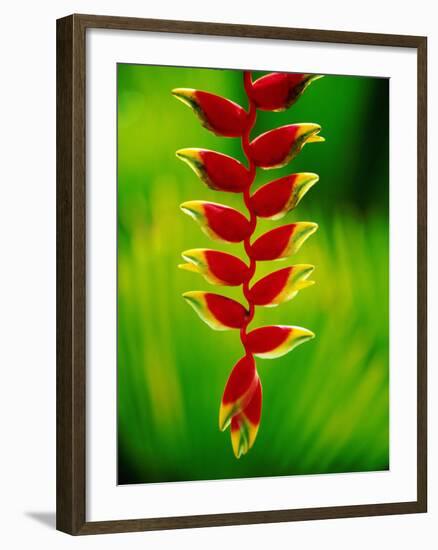 Heliconia Flower, Nadi, Fiji-Peter Hendrie-Framed Photographic Print