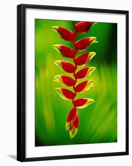 Heliconia Flower, Nadi, Fiji-Peter Hendrie-Framed Photographic Print