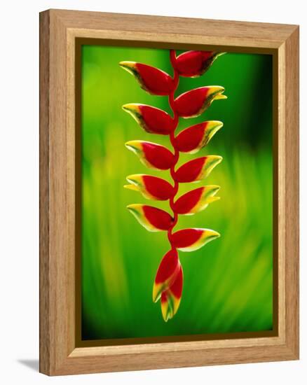 Heliconia Flower, Nadi, Fiji-Peter Hendrie-Framed Premier Image Canvas