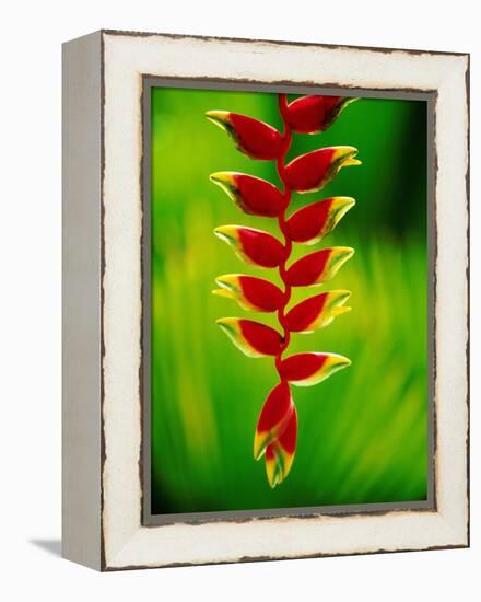 Heliconia Flower, Nadi, Fiji-Peter Hendrie-Framed Premier Image Canvas