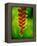 Heliconia Flower, Nadi, Fiji-Peter Hendrie-Framed Premier Image Canvas