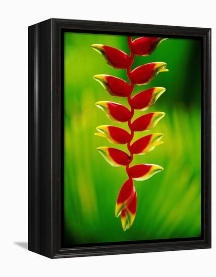 Heliconia Flower, Nadi, Fiji-Peter Hendrie-Framed Premier Image Canvas