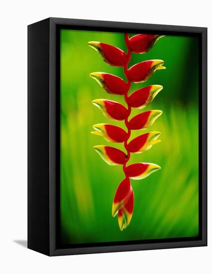 Heliconia Flower, Nadi, Fiji-Peter Hendrie-Framed Premier Image Canvas