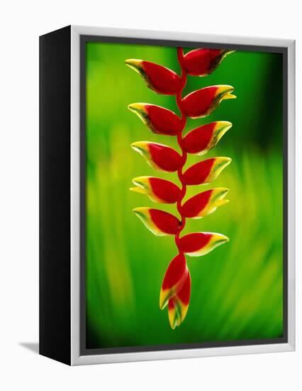 Heliconia Flower, Nadi, Fiji-Peter Hendrie-Framed Premier Image Canvas