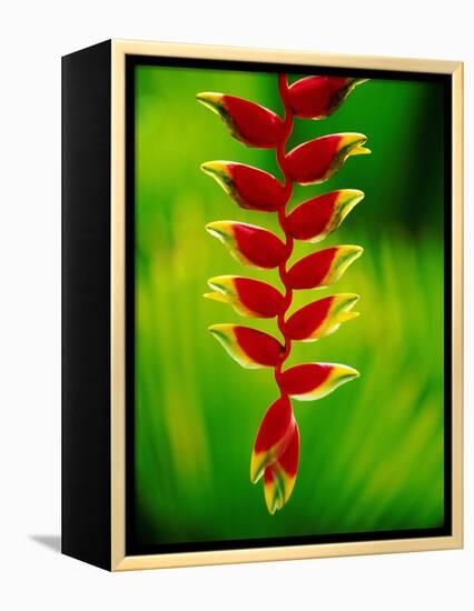 Heliconia Flower, Nadi, Fiji-Peter Hendrie-Framed Premier Image Canvas