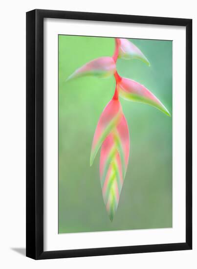 Heliconia Flower, Sarapiqui, Costa Rica-null-Framed Photographic Print