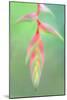Heliconia Flower, Sarapiqui, Costa Rica-null-Mounted Photographic Print