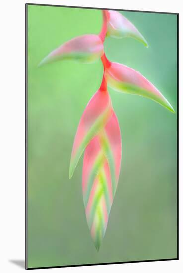 Heliconia Flower, Sarapiqui, Costa Rica-null-Mounted Photographic Print