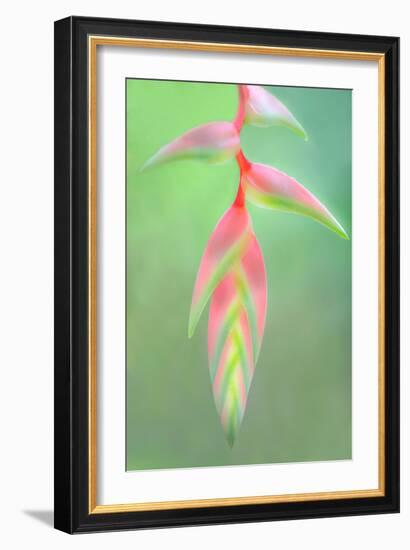 Heliconia Flower, Sarapiqui, Costa Rica-null-Framed Photographic Print