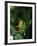 Heliconia Flower, St. Lucia, Windward Islands, West Indies, Caribbean, Central America-Yadid Levy-Framed Photographic Print