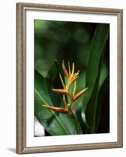 Heliconia Flower, St. Lucia, Windward Islands, West Indies, Caribbean, Central America-Yadid Levy-Framed Photographic Print