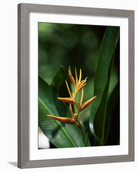 Heliconia Flower, St. Lucia, Windward Islands, West Indies, Caribbean, Central America-Yadid Levy-Framed Photographic Print