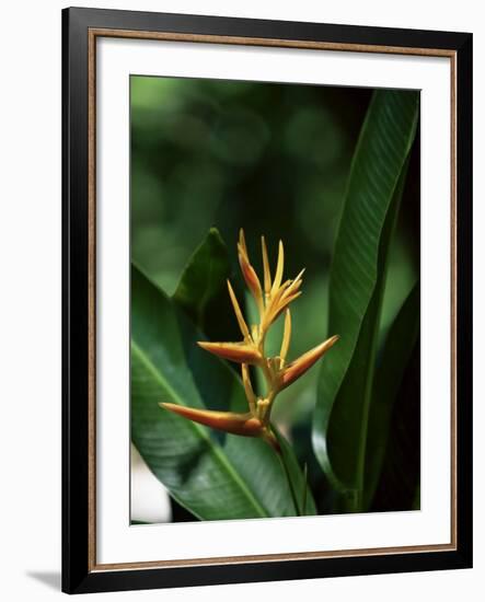 Heliconia Flower, St. Lucia, Windward Islands, West Indies, Caribbean, Central America-Yadid Levy-Framed Photographic Print