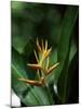 Heliconia Flower, St. Lucia, Windward Islands, West Indies, Caribbean, Central America-Yadid Levy-Mounted Photographic Print