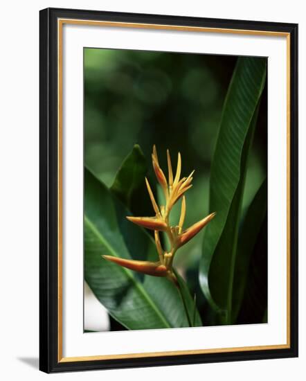 Heliconia Flower, St. Lucia, Windward Islands, West Indies, Caribbean, Central America-Yadid Levy-Framed Photographic Print