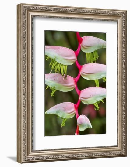 Heliconia Flower-Ken Archer-Framed Photographic Print
