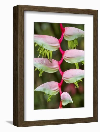 Heliconia Flower-Ken Archer-Framed Photographic Print